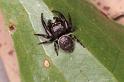 Euryattus_bleekeri_D7843_Z_88_North Stradbroke island_Australie
